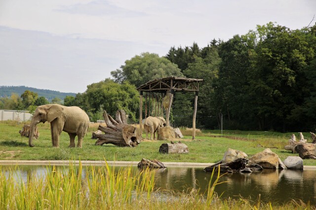 zoo zlín sloni